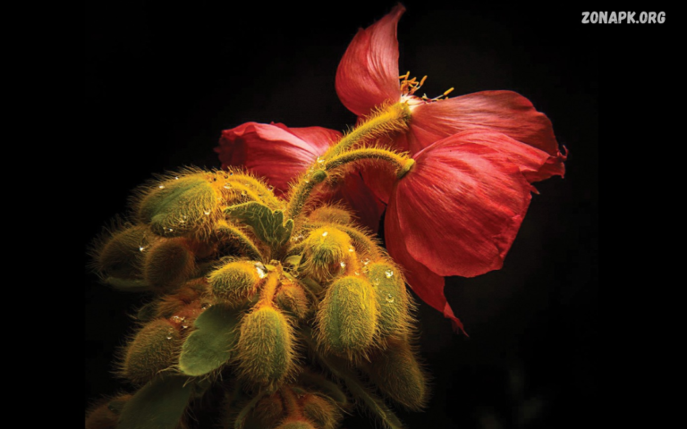Photography Artwork Ideas: Creative Techniques for Stunning Photos Photography Artwork Ideas